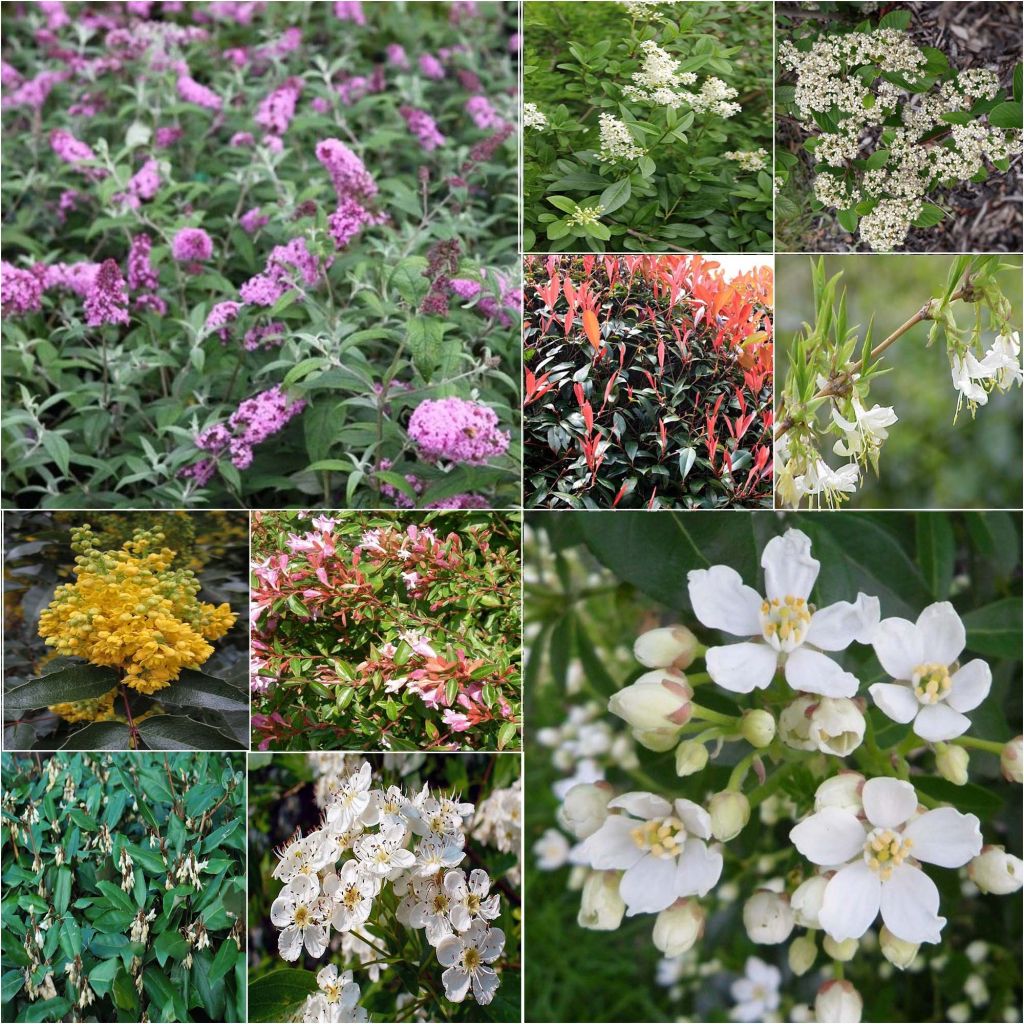 Haagpakket voor bijen en vlinders