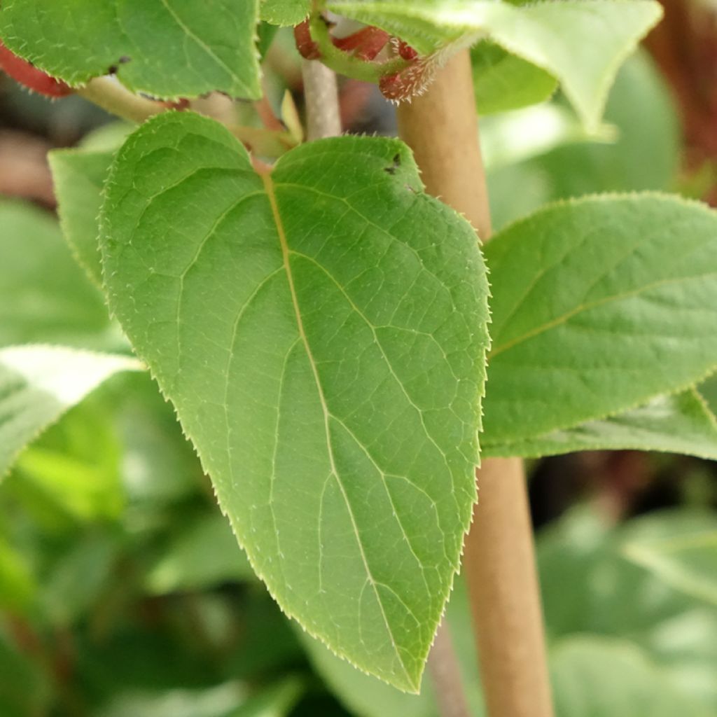 Kiwibes - Actinidia arguta Ananasnaya (vrouwelijk)