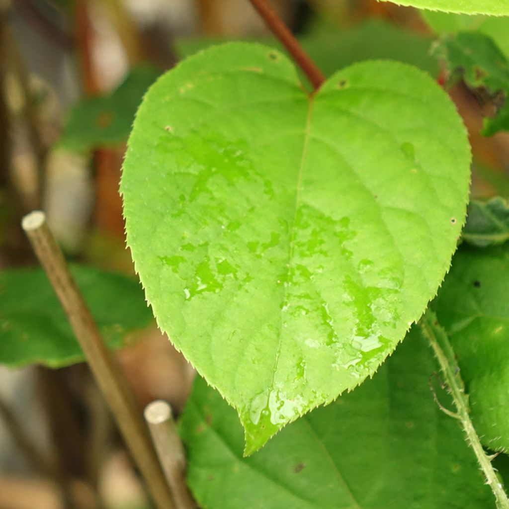 Kiwibes - Actinidia arguta Geneva (vrouwelijk)