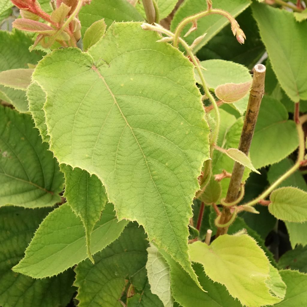 Kiwi - Actinidia deliciosa Boskoop
