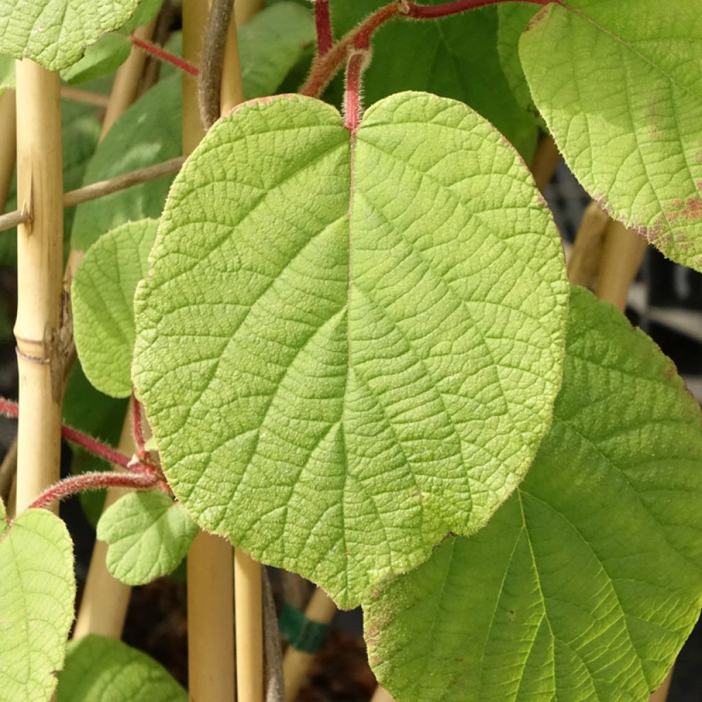 Kiwi - Actinidia deliciosa Monty (vrouwelijk)