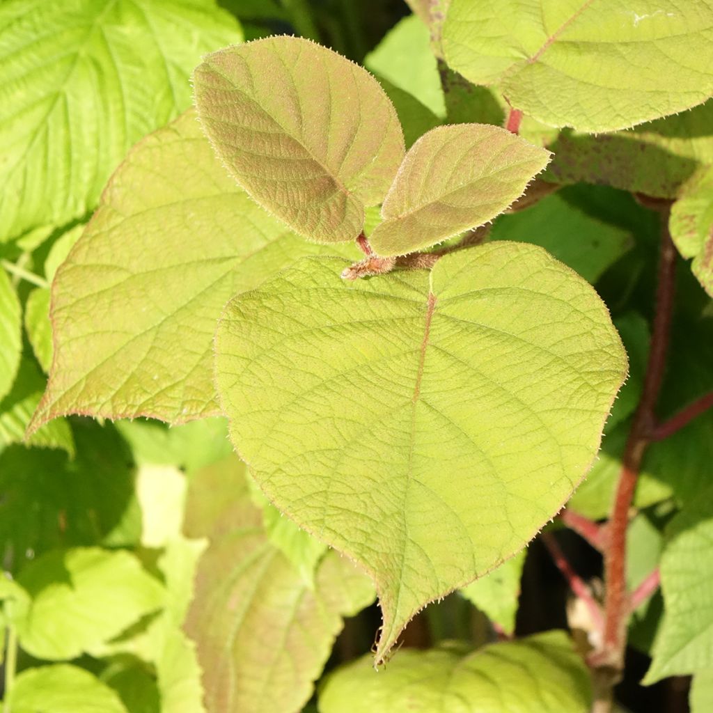 Kiwi - Actinidia deliciosa Hayward BIO (vrouwelijk)