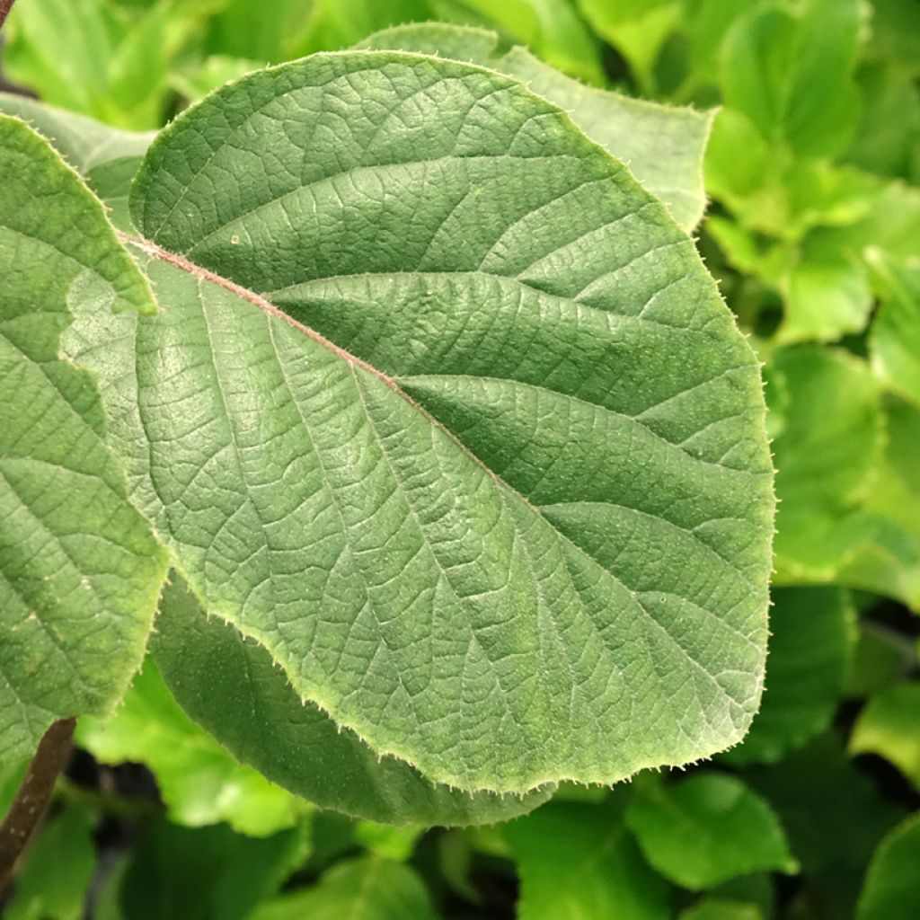 Kiwi - Actinidia deliciosa Kiwi Gold (vrouwelijk)