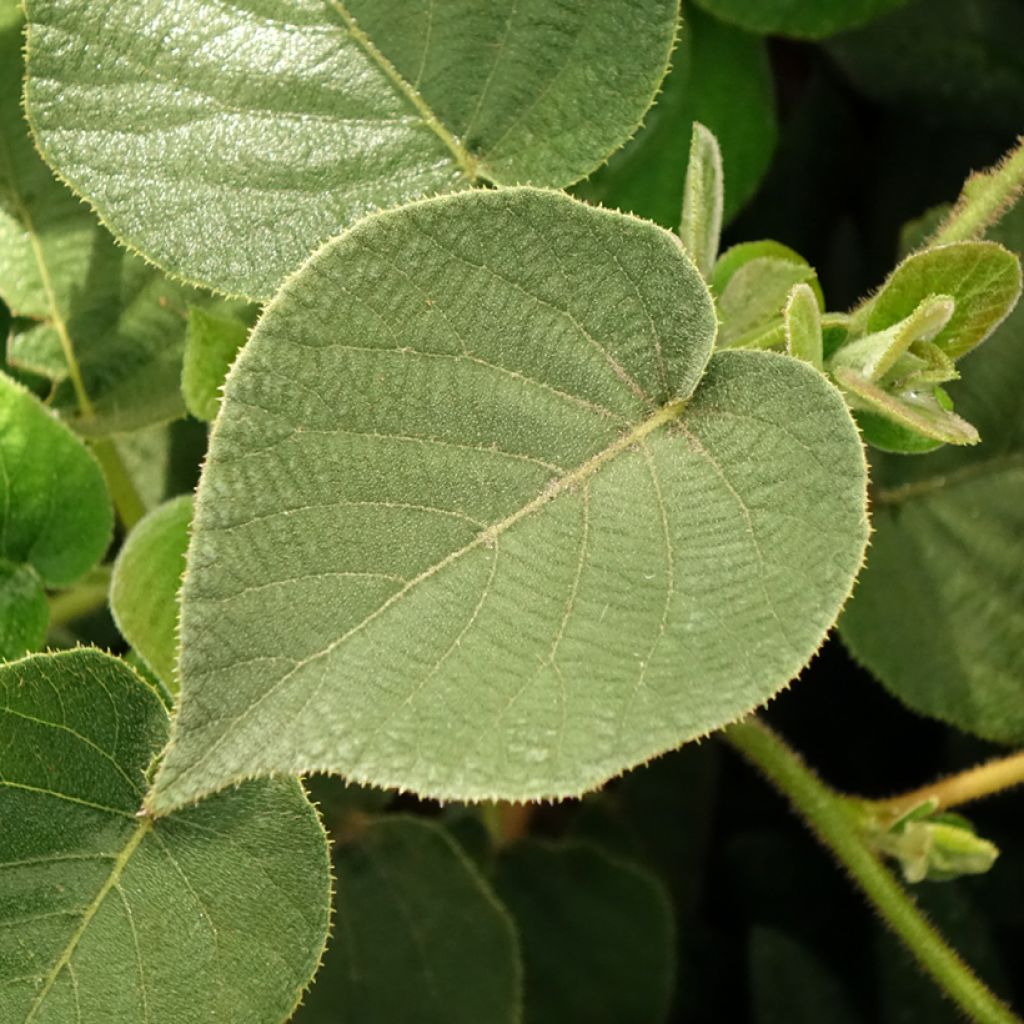 Gele kiwi - Actinidia chinensis Minkigold