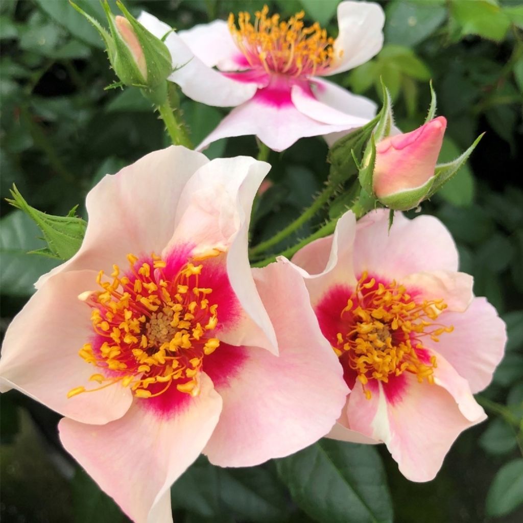 Rosa See You In Red - Struikroos