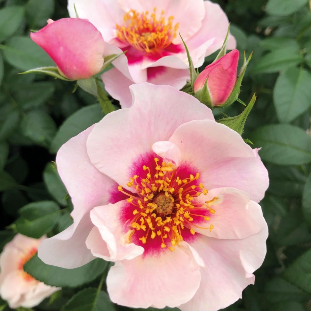 Rosa See You In Red - Struikroos