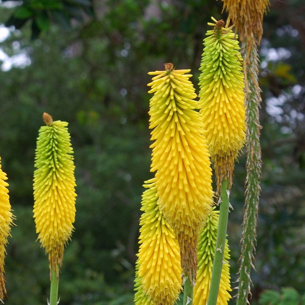 Kniphofia citrina - Vuurpijl
