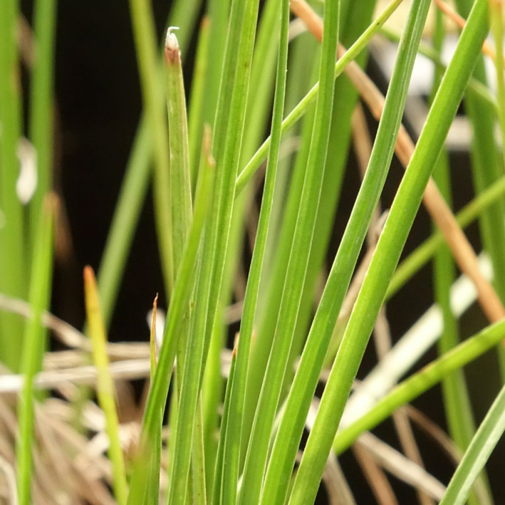 Kniphofia Little Maid - Vuurpijl