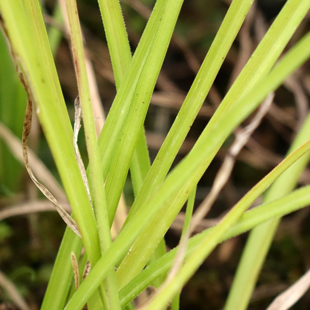 Kniphofia Wrexham Buttercup - Vuurpijl