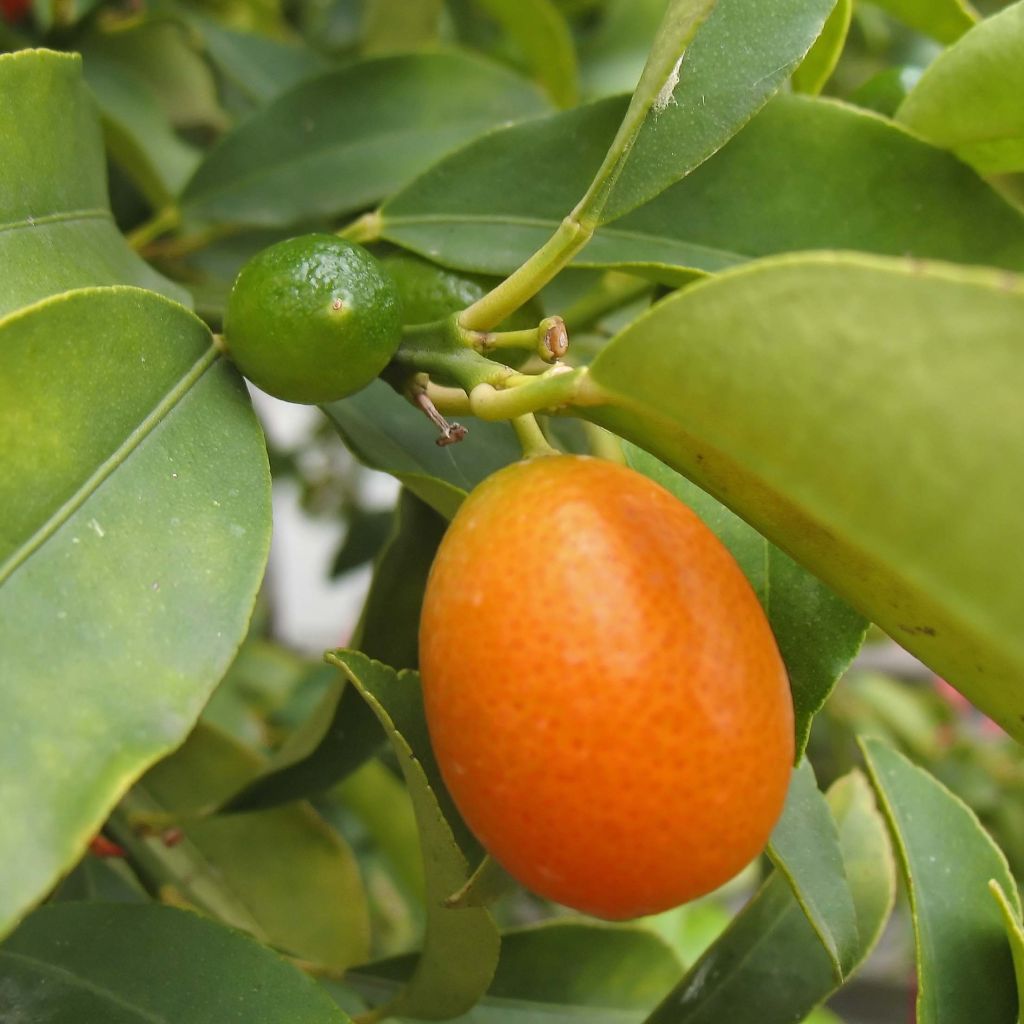Kumquat Fukushu
