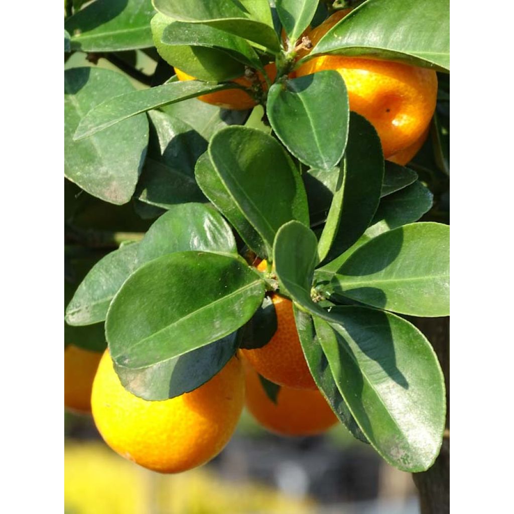 Kumquat Fukushu