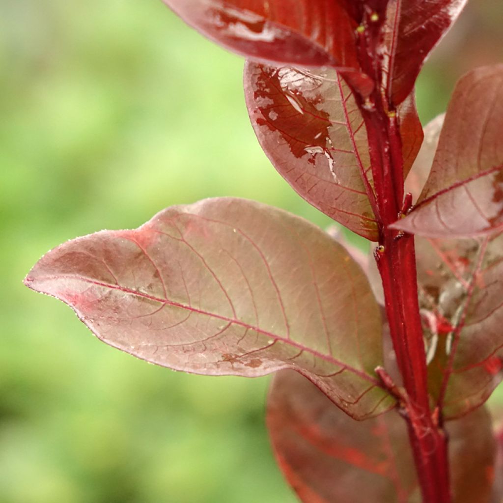 Lagerstroemia indica Black Solitaire Pure White - Indische sering