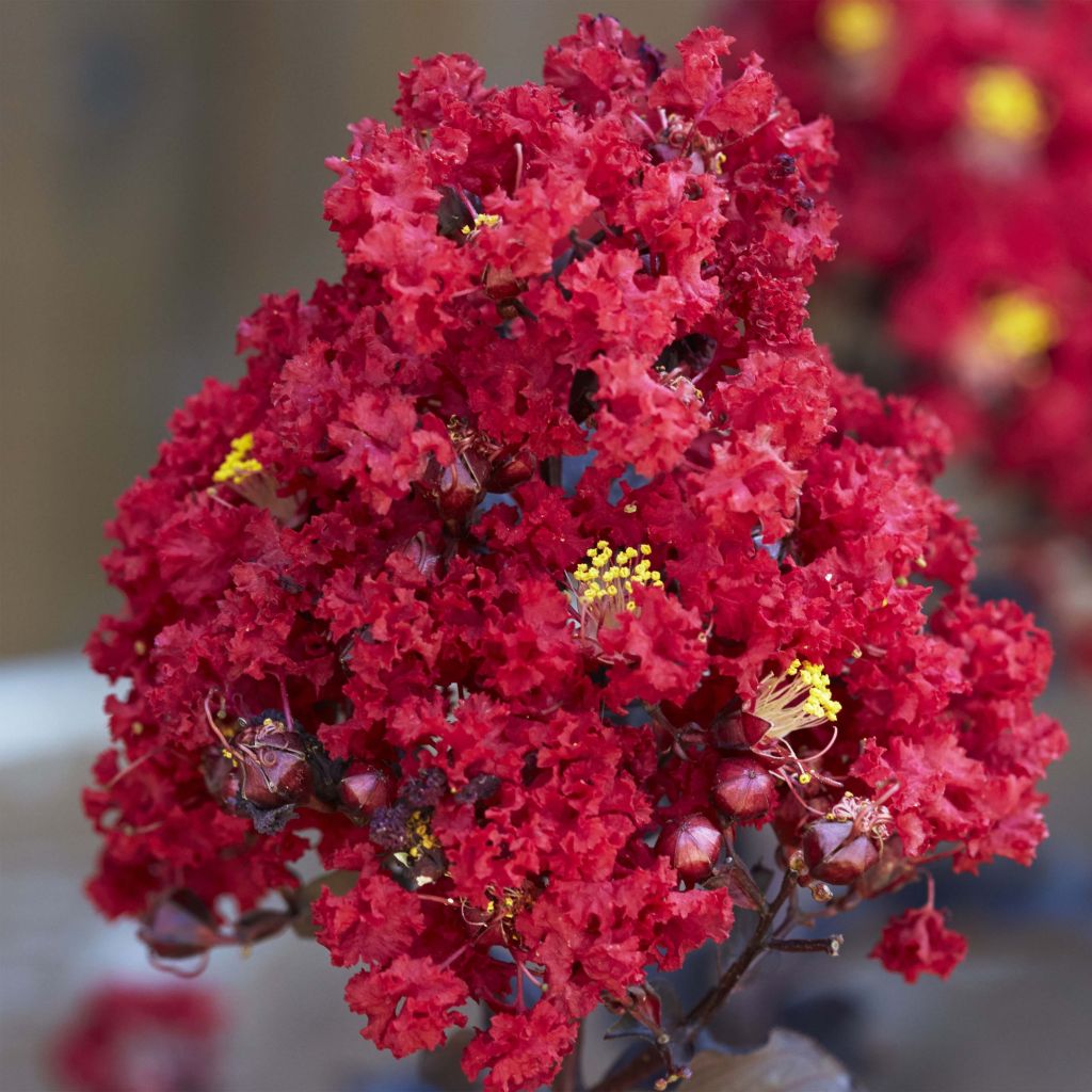 Lagerstroemia indica Black Solitaire Red Hot - Indische sering