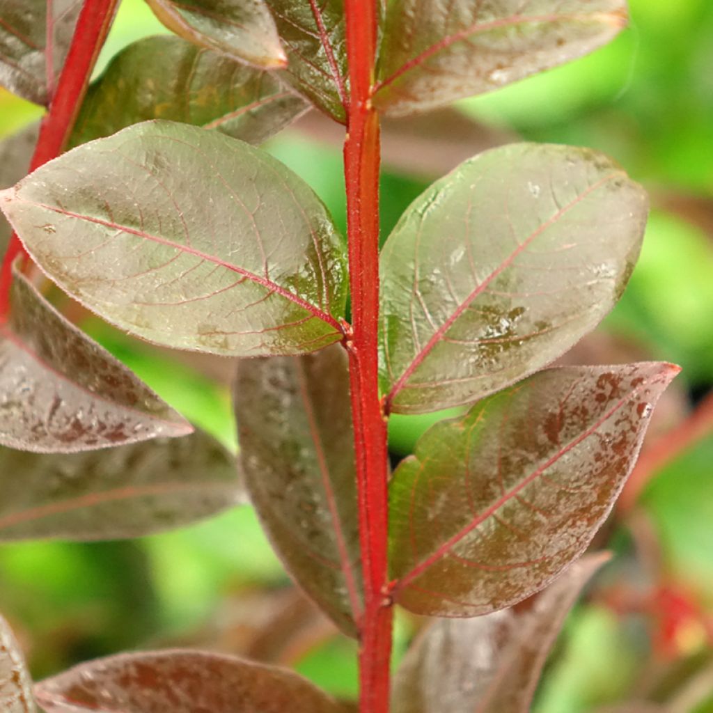 Lagerstroemia indica Black Solitaire Shell Pink - Indische sering