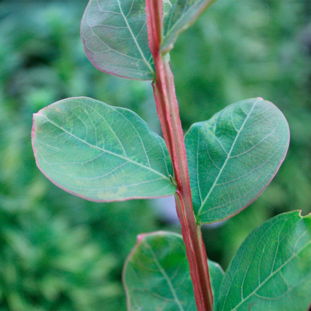 Lagerstroemia indica Petite Canaille mauve - Indische sering
