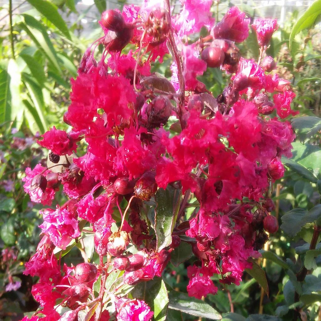 Lagerstroemia indica Summer Beauty Victor - Indische sering
