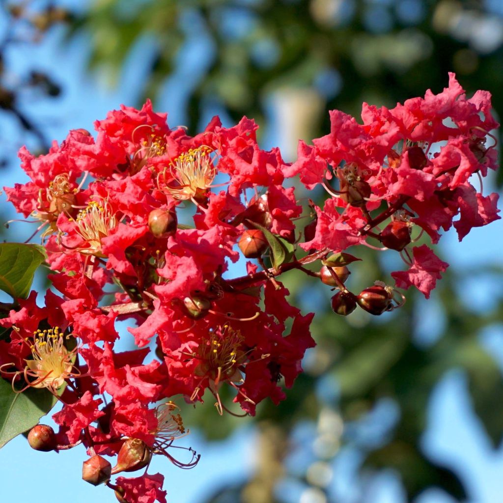 Lagerstroemia indica Summer Charm Tuscarora - Indische sering