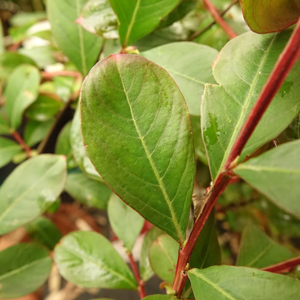 Lagerstroemia indica Terrasse Rouge - Indische sering