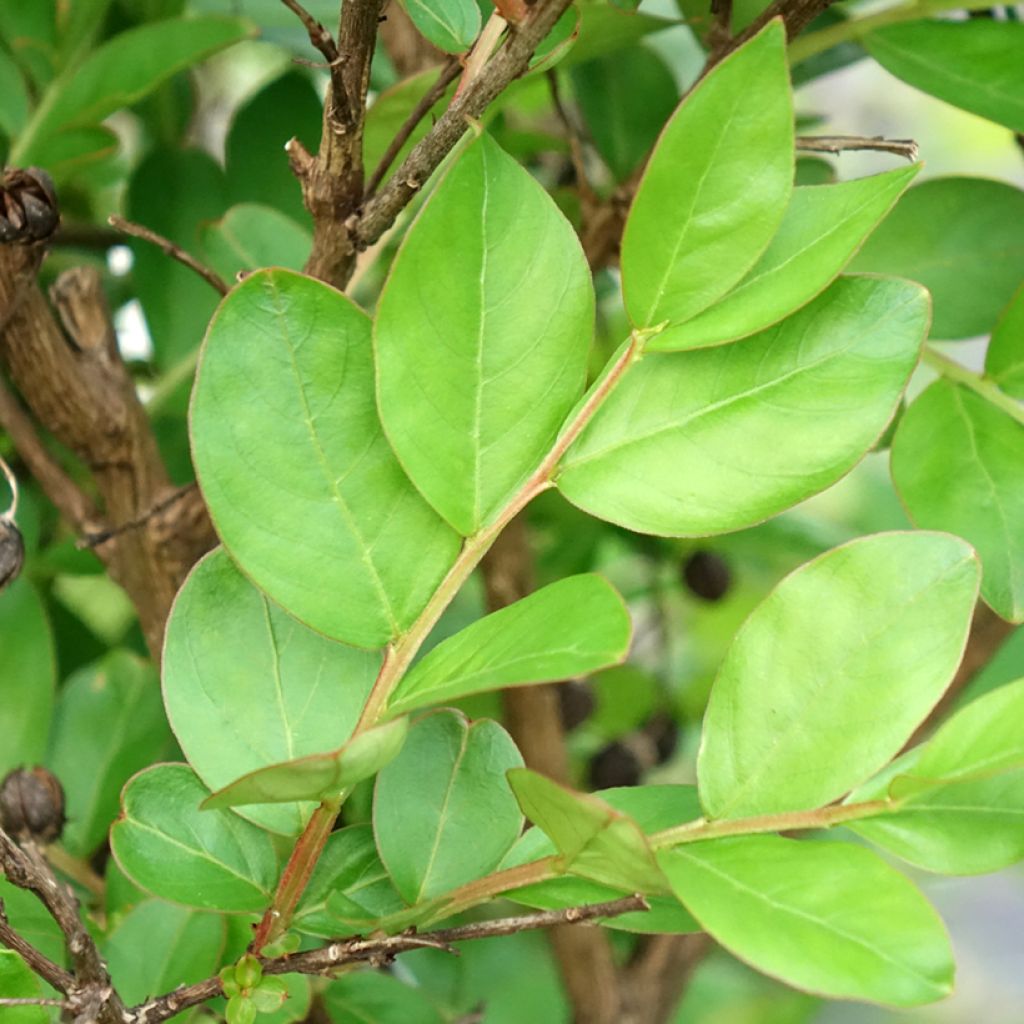 Lagerstroemia indica With Love Kiss Milarosso - Indische sering