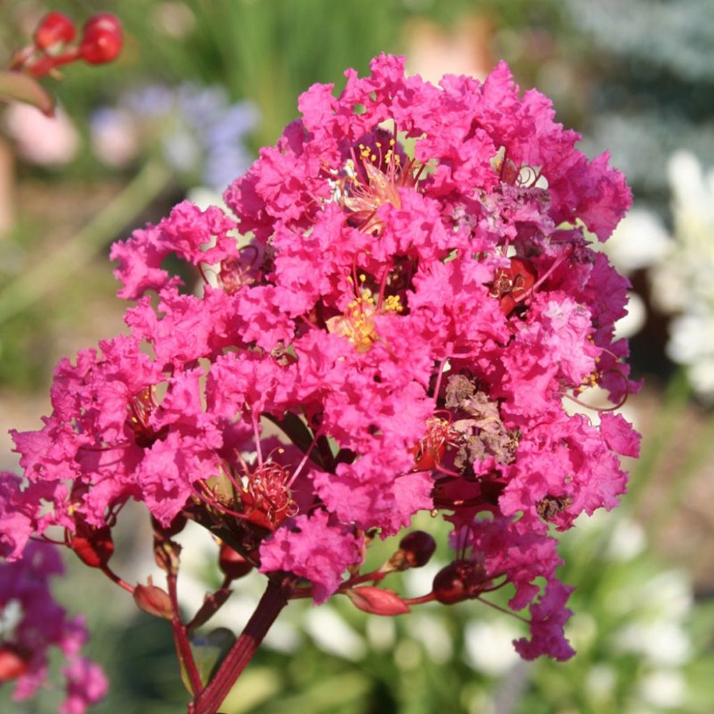 Lagerstroemia indica With Love Kiss Milarosso - Indische sering