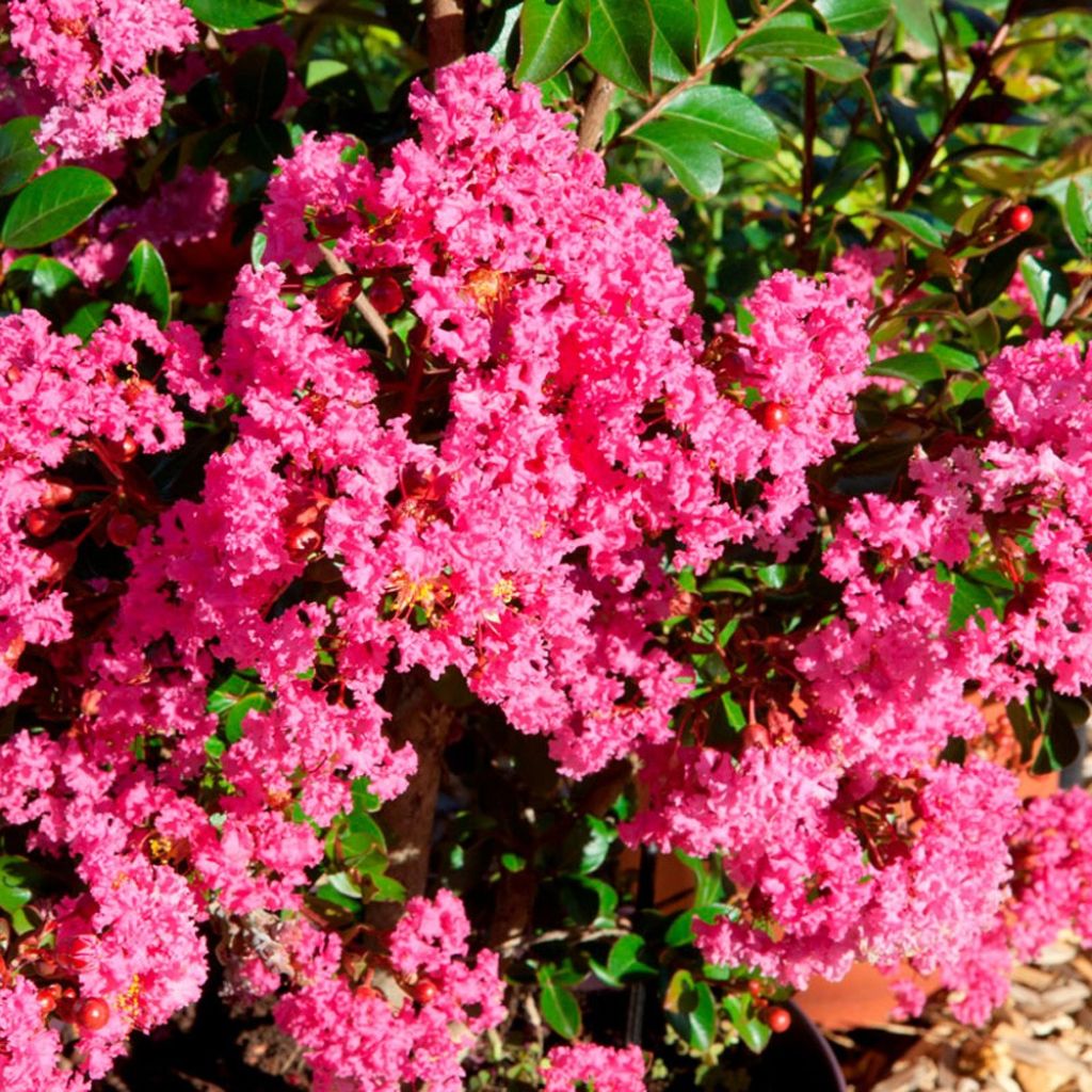 Lagerstroemia indica With Love Kiss Milarosso - Indische sering