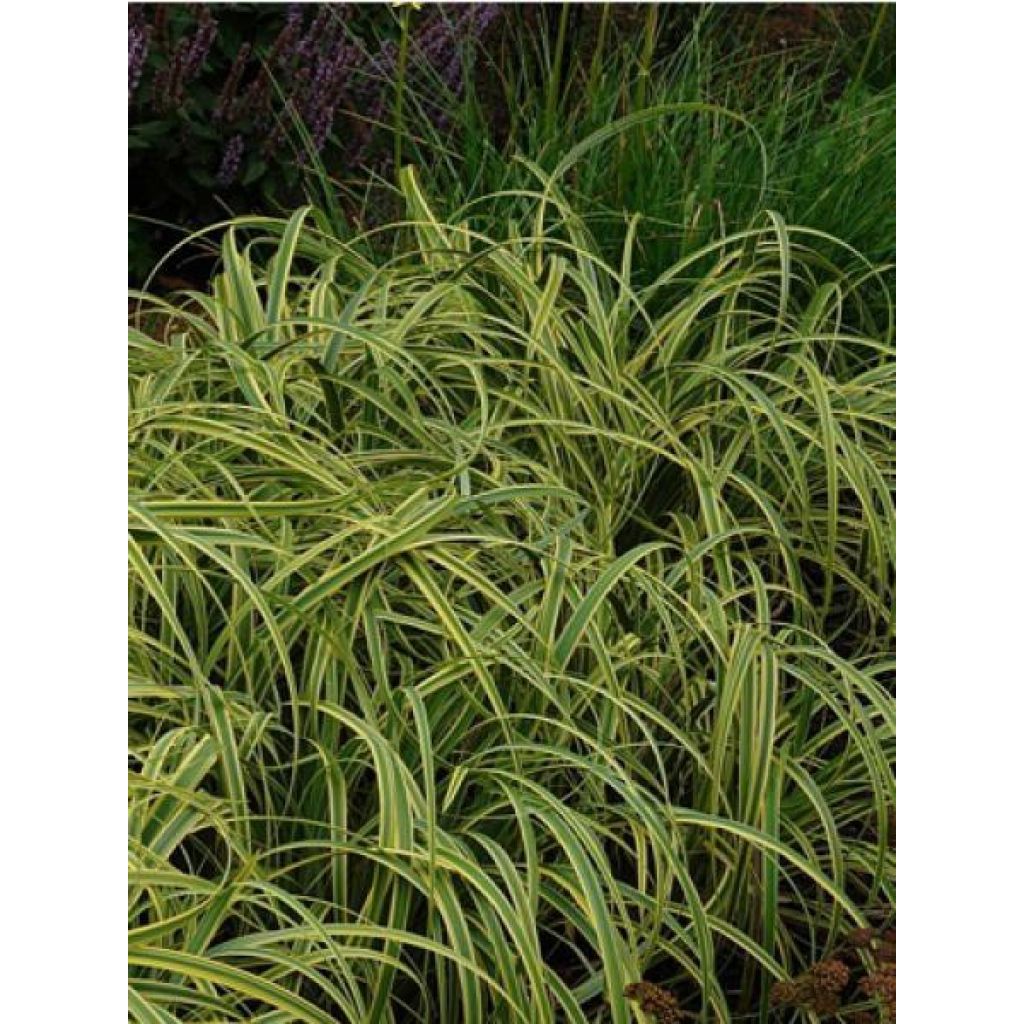 Carex trifida Rekohu Sunrise - Driedelige zegge