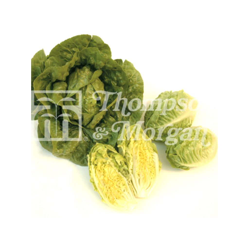 Laitue Romaine Tantan