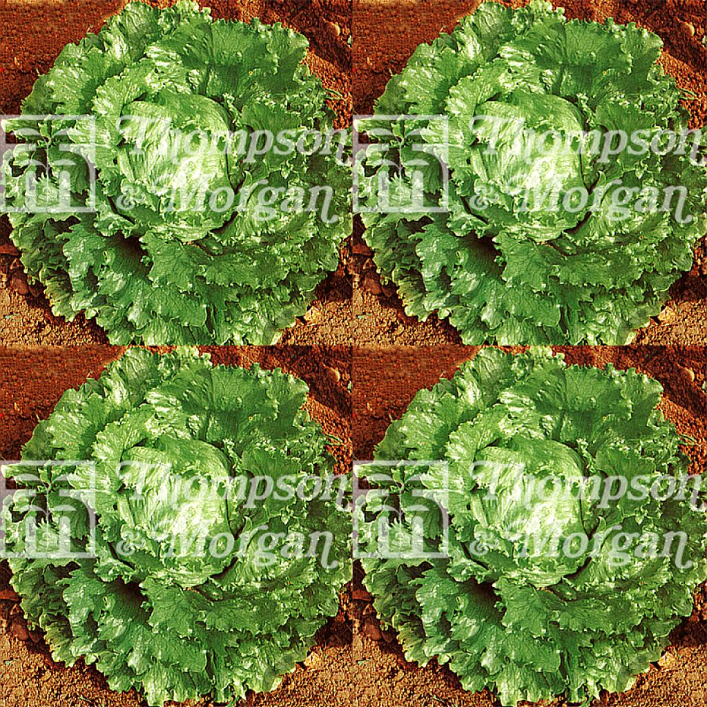 Laitue pommée Webbs Wonderful