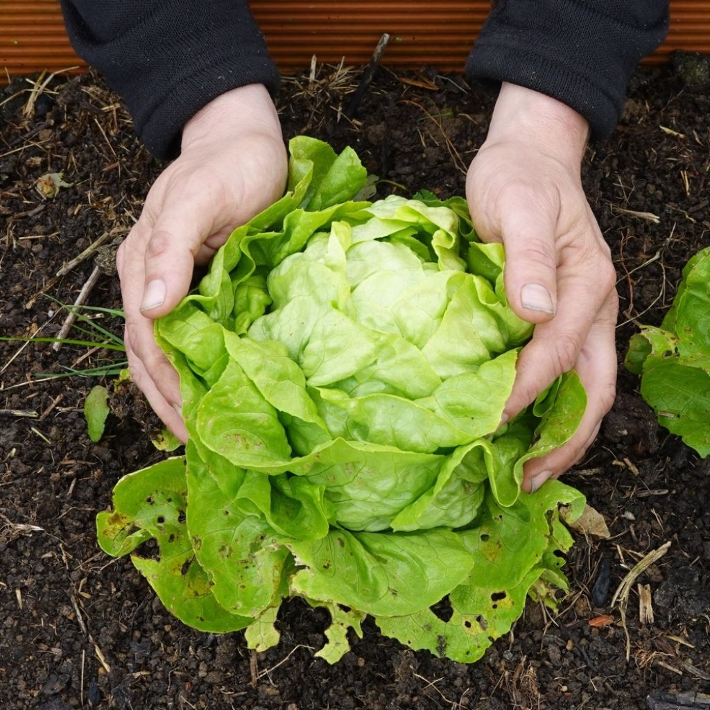 Kropsla Reine de Mai (Meikoningin)