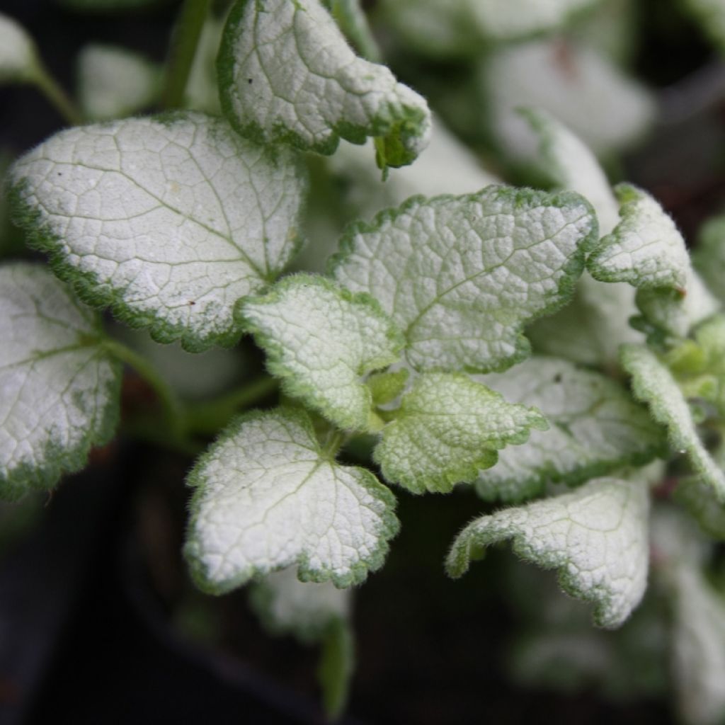 Lamium maculatum Rood Nancy - Gevlekte dovenetel