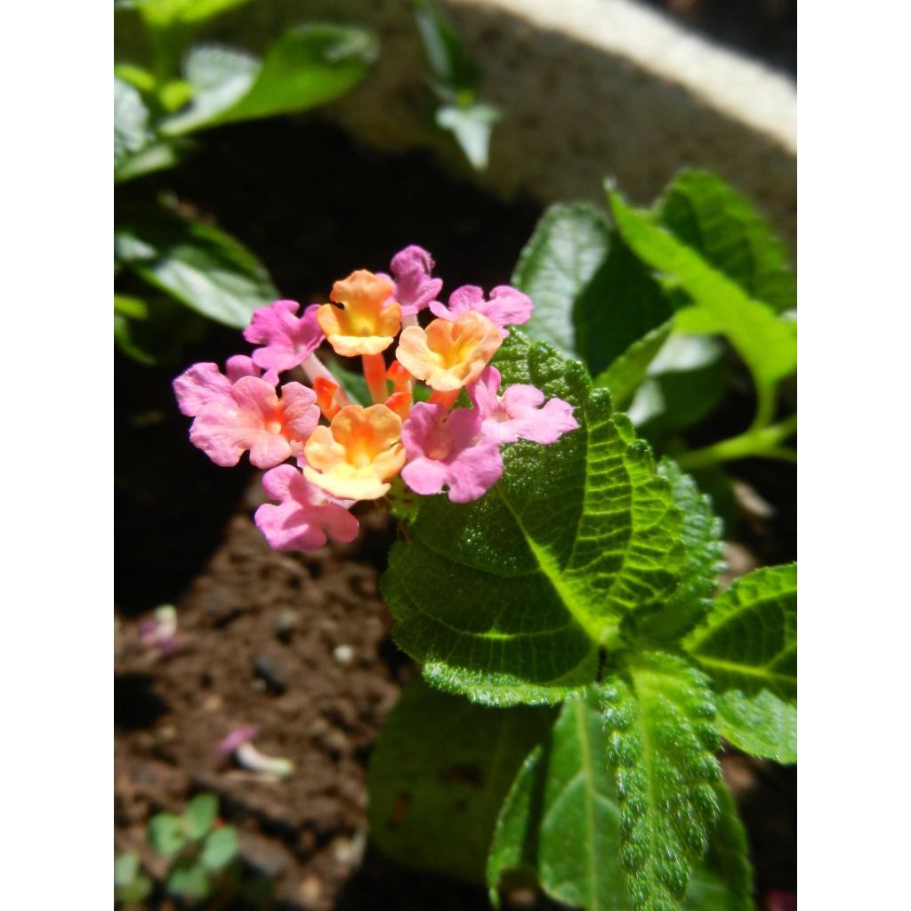 Lantana camara Evita Roze - Wandelaar