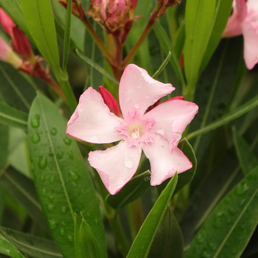 Nerium oleander Emilie - Rozenlaurier