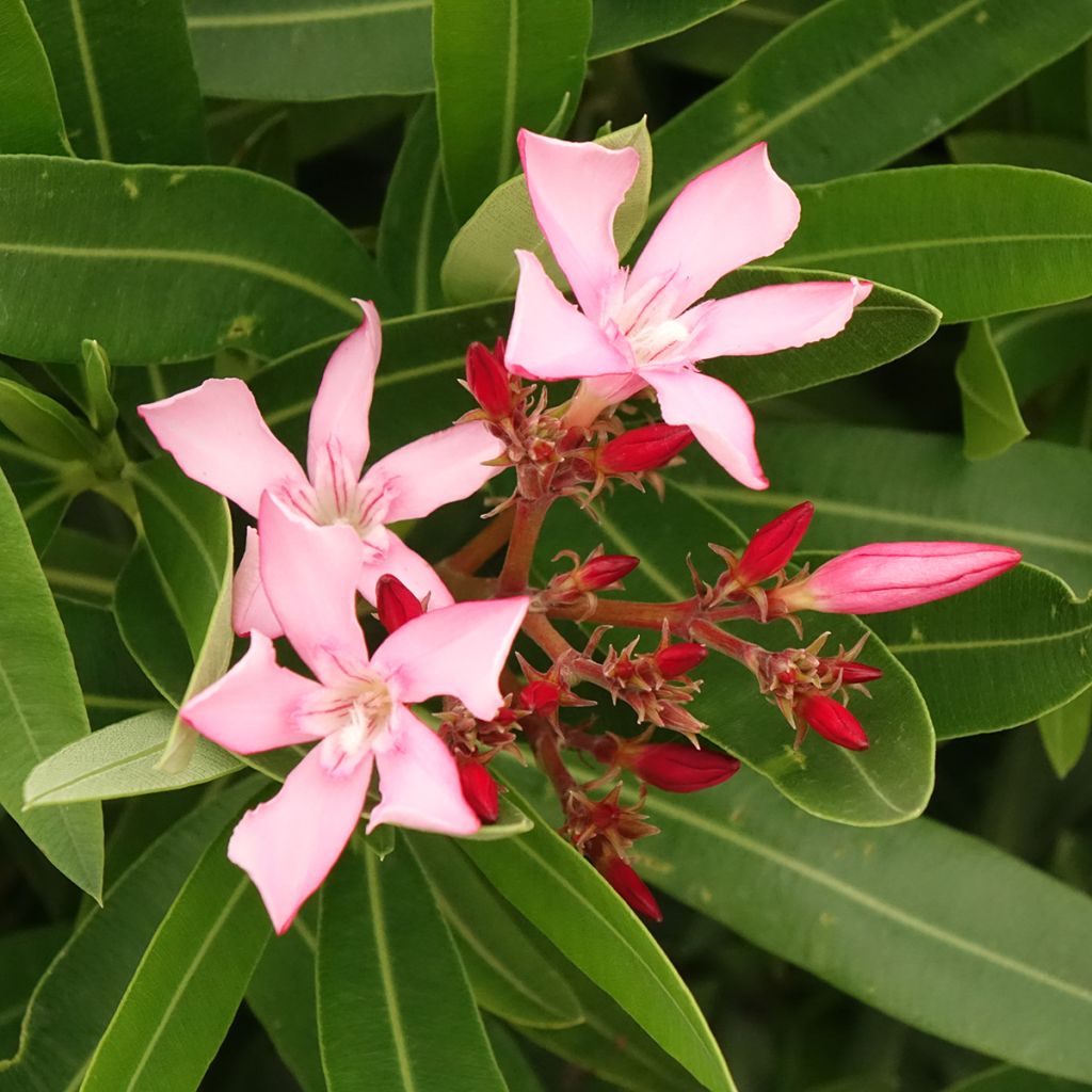 Nerium oleander Magaly - Oleander