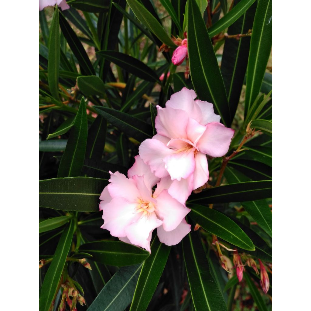 Nerium oleander Provence - Oleander