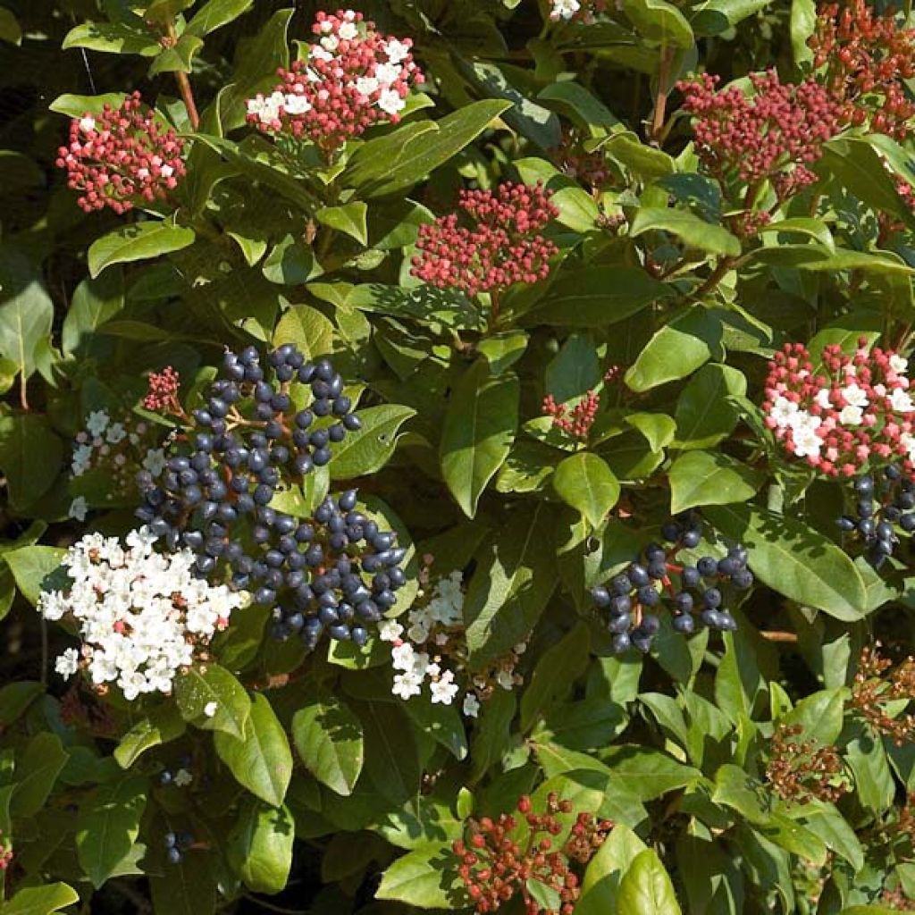 Viburnum tinus - Lauriersneeuwbal