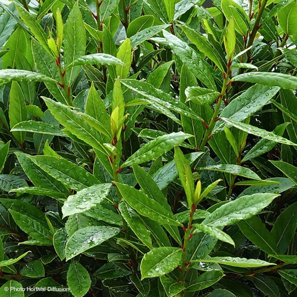 Laurus nobilis Little Ragu - Laurier