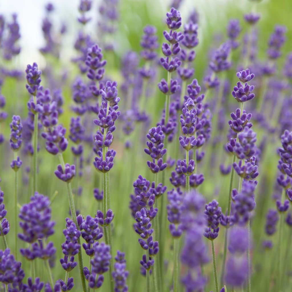 Lavandula angustifolia Bleu de Gien - Echte lavendel