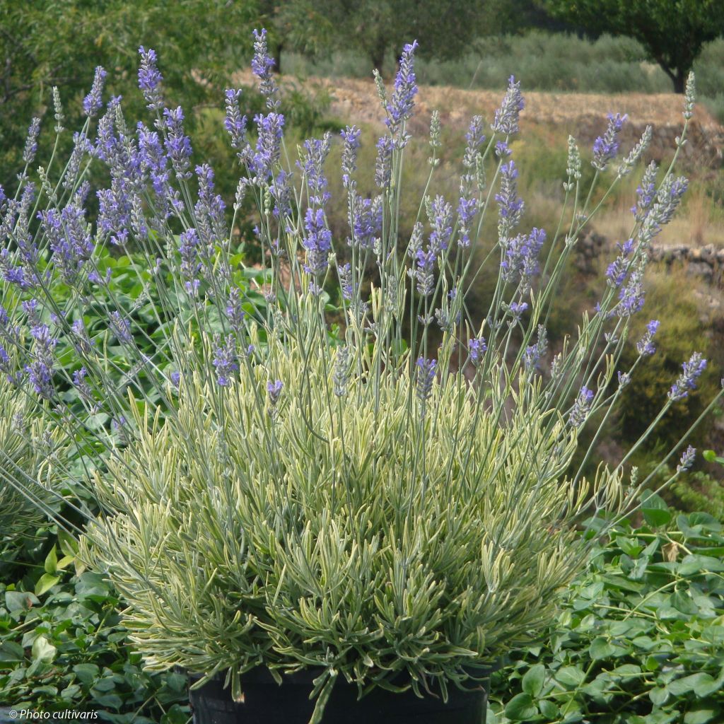 Lavandin Platinum Blonde - Lavandula intermedia