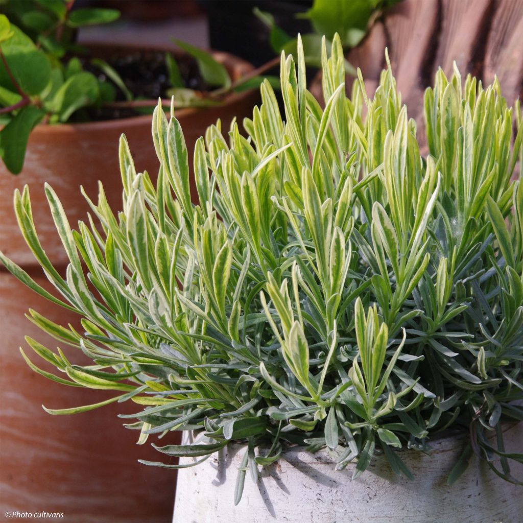 Lavandin Platinum Blonde - Lavandula intermedia