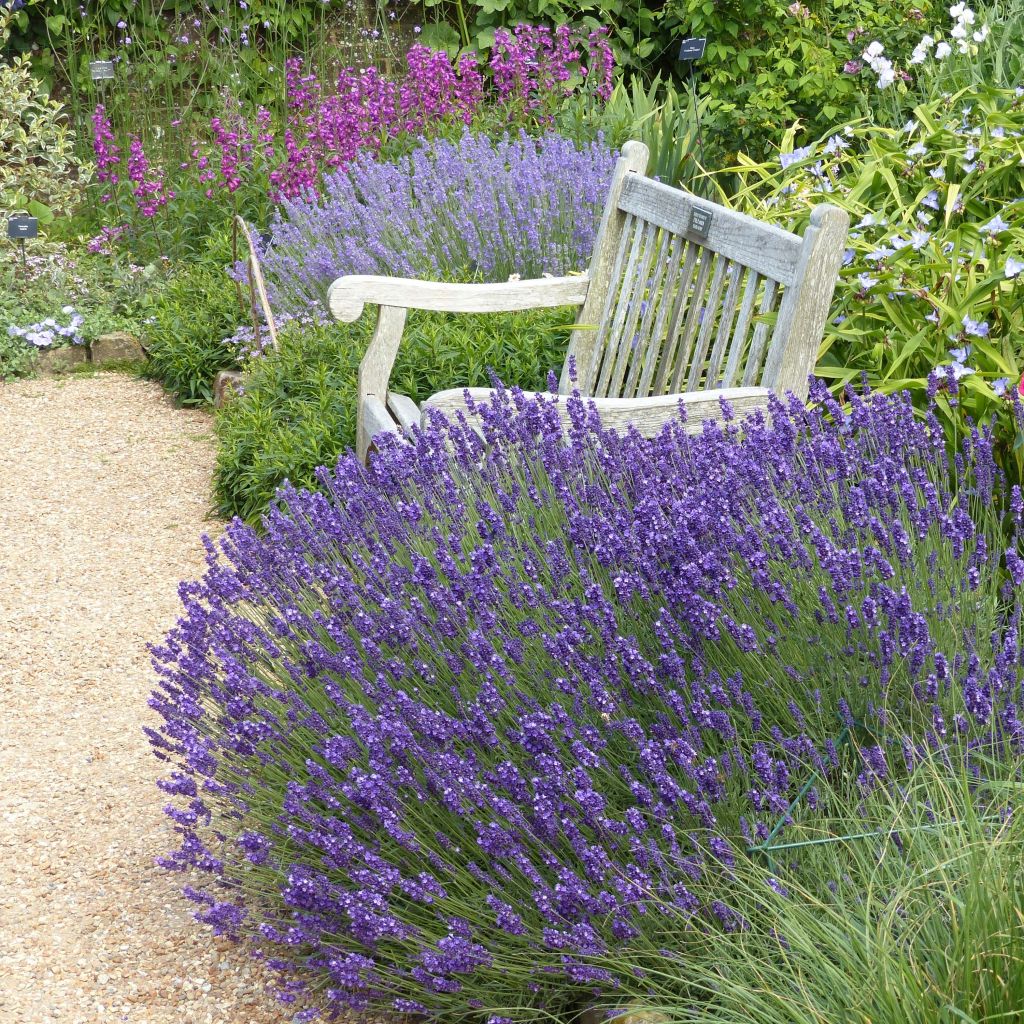 Lavandula angustifolia Hidcote - Echte lavendel