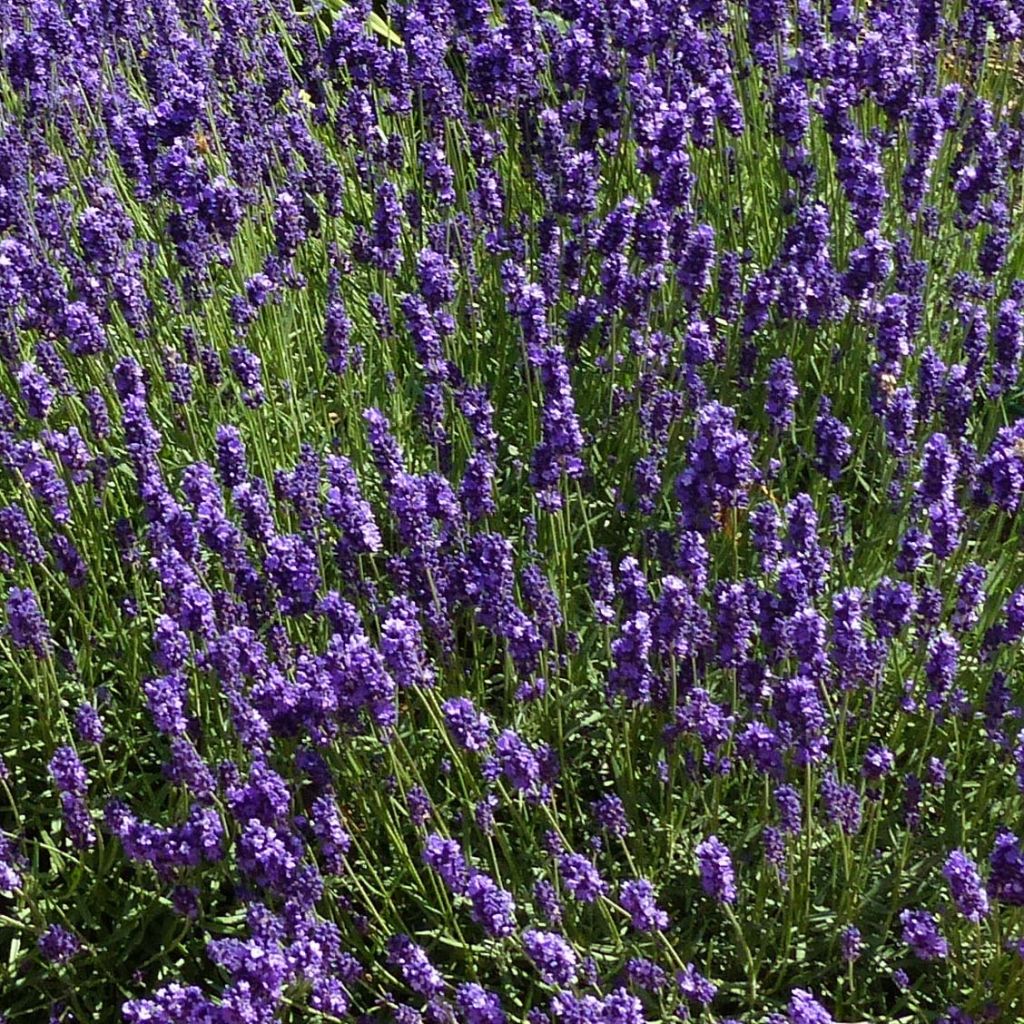 Lavandula angustifolia Hidcote - Echte lavendel