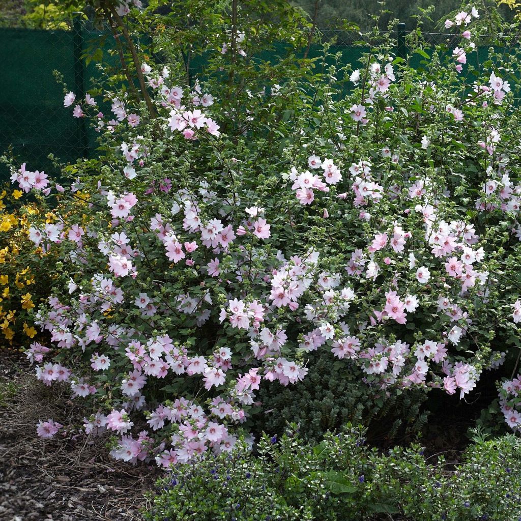 Lavatera Barnsley Baby - Struikmalva