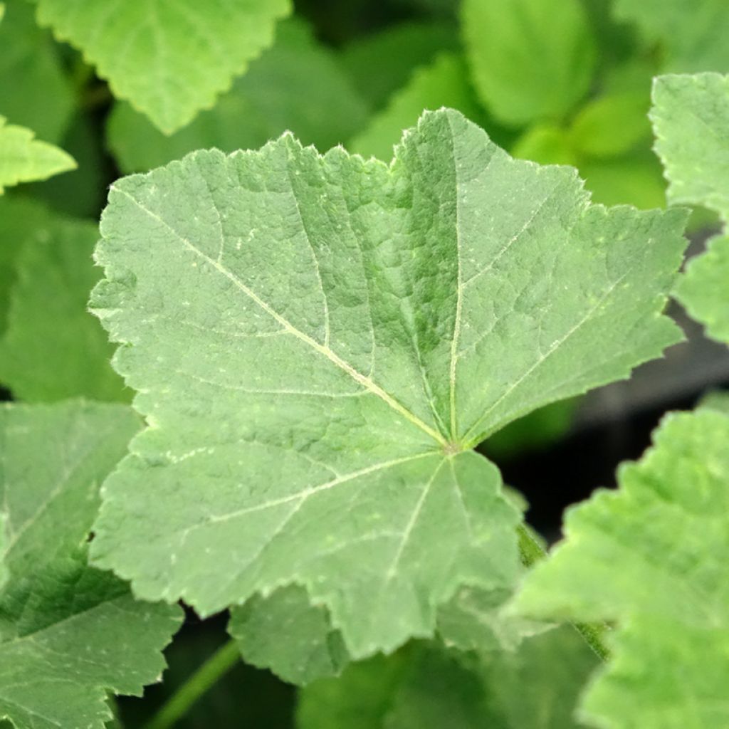 Lavatera Wit Angel – Struikmalva