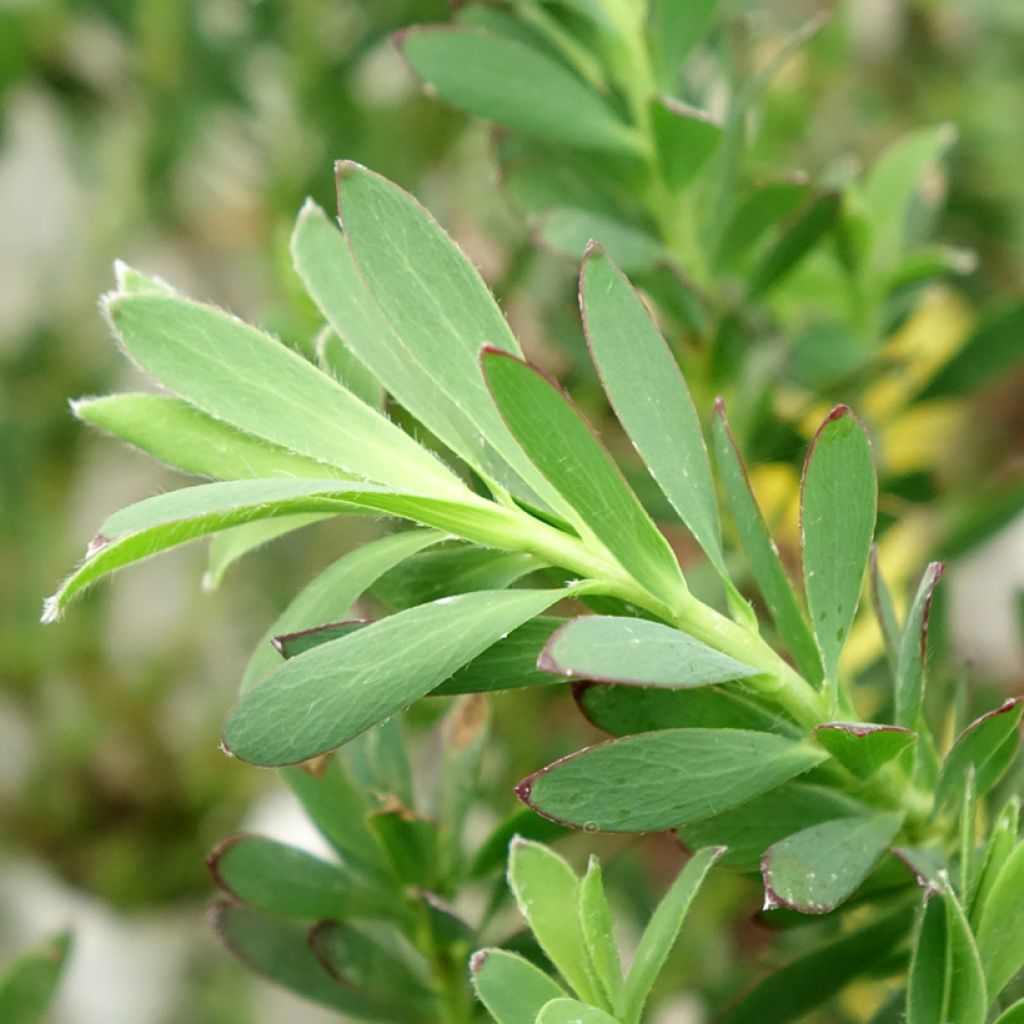 Leucadendron Devil's Blush - Kaaps groen