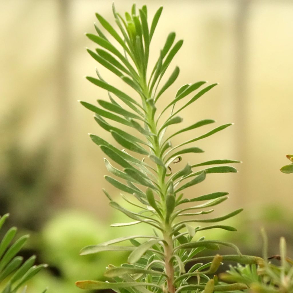 Leucadendron galpinii Purple Haze - Kaaps groen