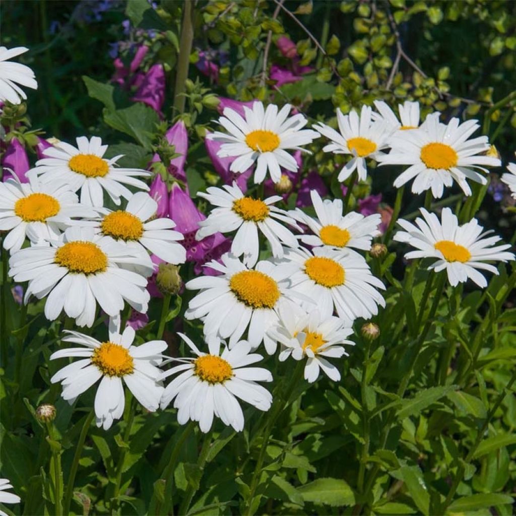 Leucanthemum Princesse d'Argent - Margriet