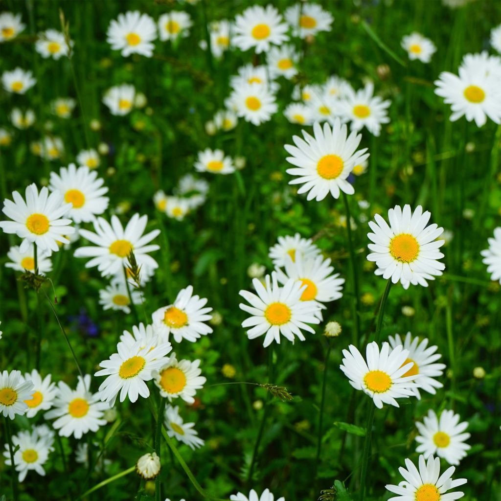 Leucanthemum Princesse d'Argent - Margriet