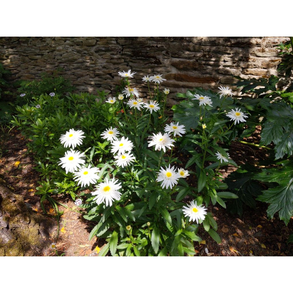 Tuinmargriet Christine Hagemann - Leucanthemum superbum