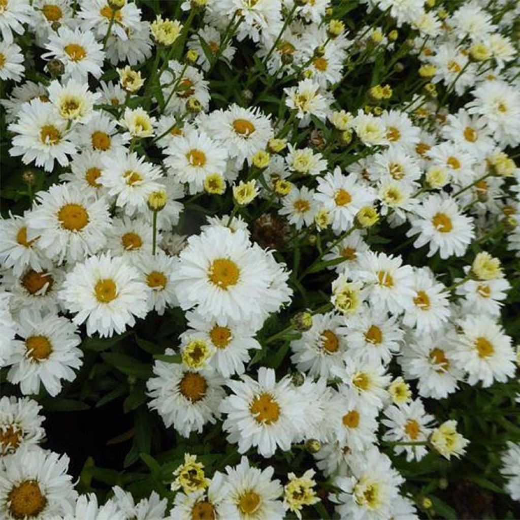 Leucanthemum superbum Freak - Margriet