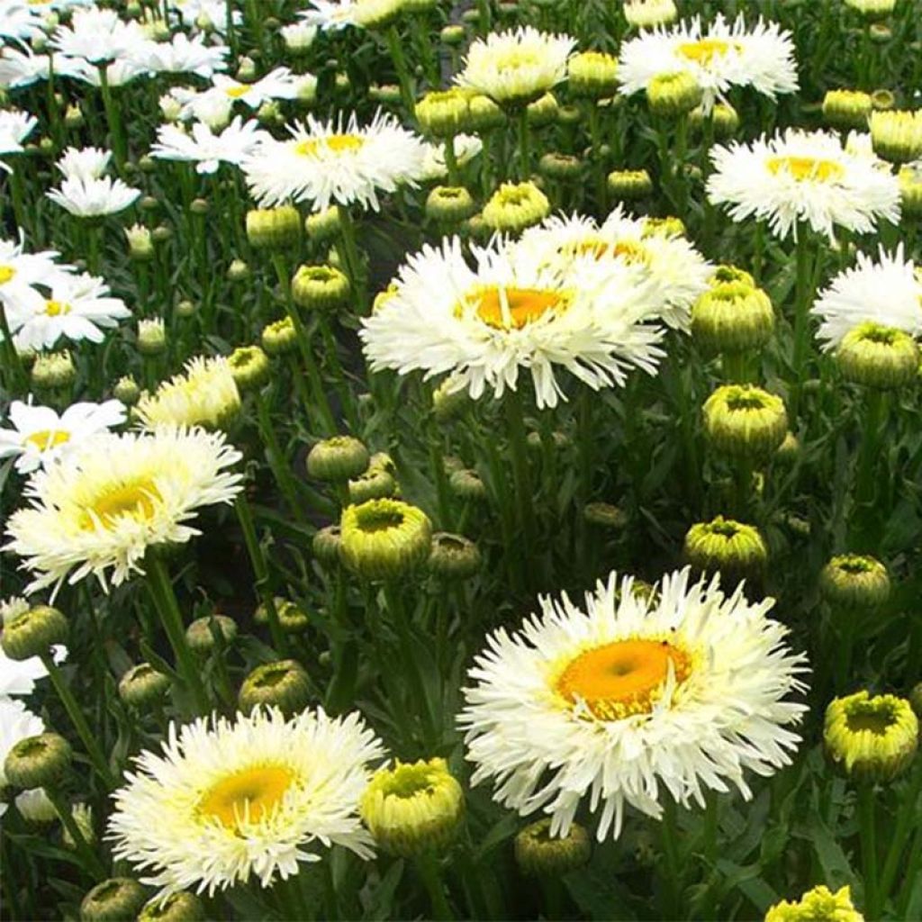 Leucanthemum superbum Real Galaxy - Tuinmargriet